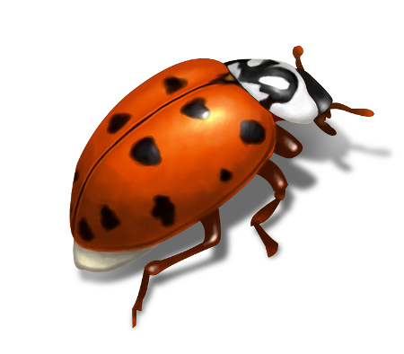 Fall Ladybugs or Asian Lady Beetles?