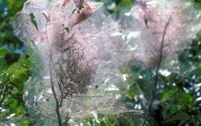 Fall Webworms are not Tent Caterpillars